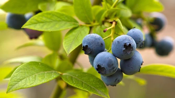 European Bilberry Extract