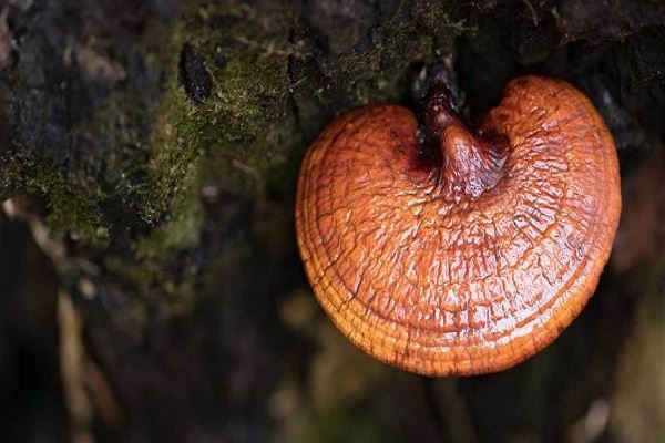 Reishi Mushroom Reishi Mushroom