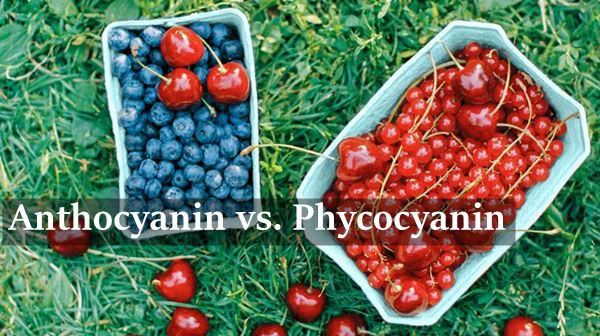 Anthocyanin vs. Phycocyanin Anthocyanin vs. Phycocyanin