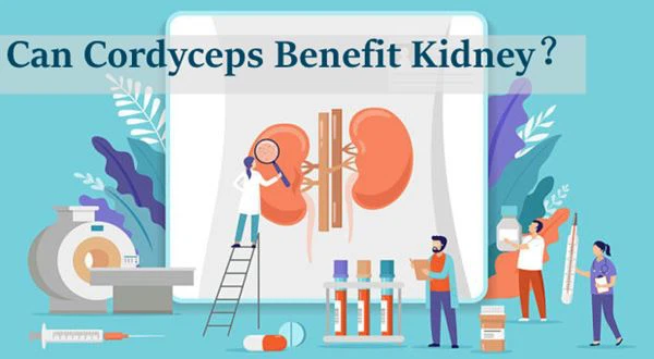cordyceps for kidneys cordyceps for kidneys