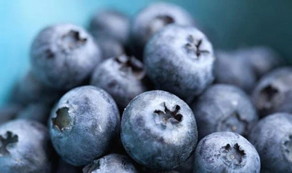 Blueberry Extract Blueberry Extract