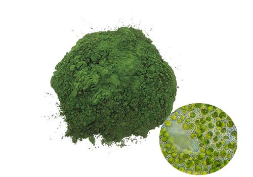 Bulk Chlorella Powder
