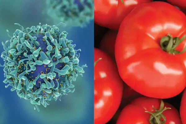 Lycopene for Cancer Lycopene for Cancer