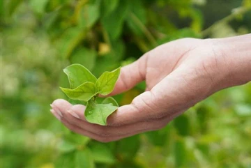 Top 4 Benefits of Gymnema Sylvestre for Your Health