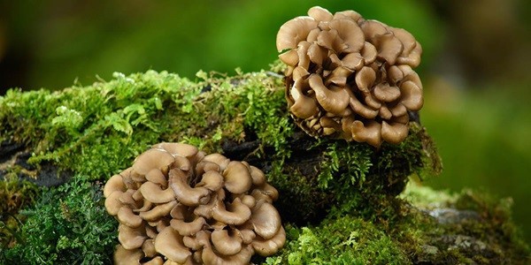 Benefits of Maitake Mushroom Extract Benefits of Maitake Mushroom Extract
